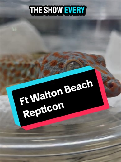 Explore Repticon in Ft Walton Beach: Snakes and More
