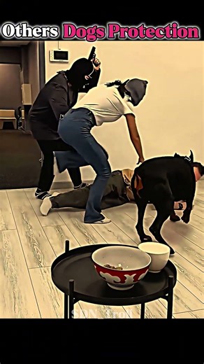 Normal dog VS King of protection