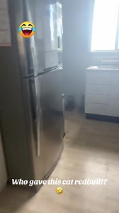 154K views · 1.9K reactions | When the mailman didn't show up, so the cat took the job #FunnyCats #CatPranks #NaughtyKitty #CatComedy #PetFun #MastiTime #CatVsCat #ViralVideo #CutePets #BilliKiMasti | Dilshad Dilshad Dilshad | Facebook