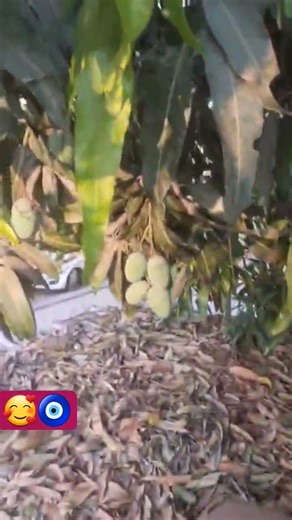 Mangoes 🥭 #mango 👌❤️✨️#Mangolovers 👍