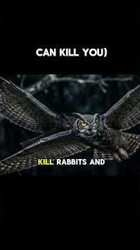 These Birds Can Attack Humans 😳 #shorts#dangerousbirds