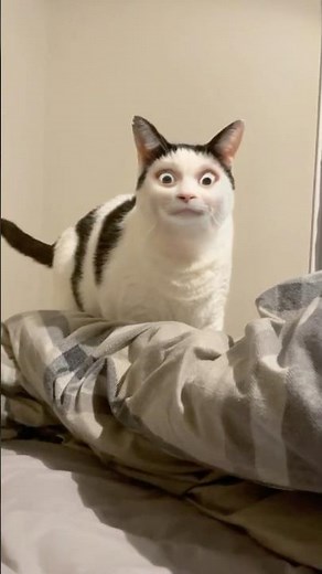 The funniest cat moments you need to see 🐱✨ #cute #cat #shorts #usa