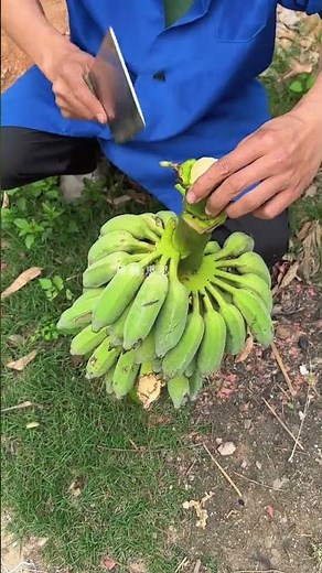 Easy Banana Slicing Technique