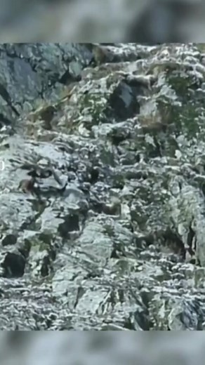 The Animal World on TikTok