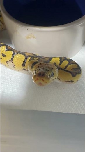 Baby ball python learning how to bite #ballpython snakes