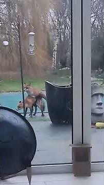Foxes mating