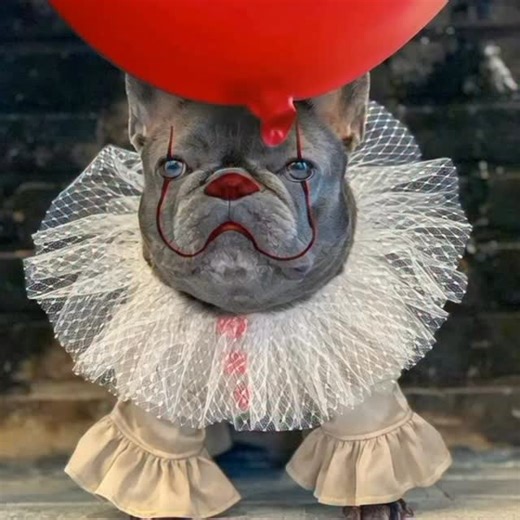 4.1K views · 130 reactions | Who wants to float with me? So excited for @it_official #welcometodarry #darry #it #halloween | Izzy The Frenchie | Facebook