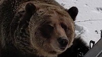 51K views · 848 reactions | On a sunny spring day, a sleppy grizzly bear named Boo appeared from his winter den, shaking a dusting of snow from his thick coat, and it's super adorable! | Rumble | Facebook