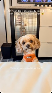 I think the answer was YES 🥹 For those of you that will ask, my husband works away from home 8 months of the year. We do our best to travel and keep our little family together but Benji can’t go on every trip that I do. Which makes these sweet little reunions sweeter. #cavapoo #mybuddybenji #dogsofinstagram #cutestdogever #mansbestfriend #daddysboy | My Buddy Benji