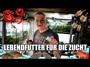 Propagating your own food and live food for ornamental fish breeding