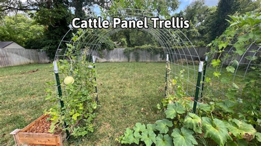 Cattle Panel Trellis
