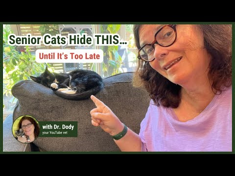 Senior Cat Health Problems You Can Prevent Today