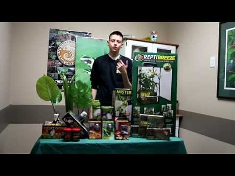 Jackson Chameleon Basic Set up & Care