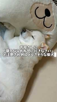 「寝るならお布団に行きなさい」と注意されてめんどくさそうな柴犬 #shorts #柴犬 #犬 #dog