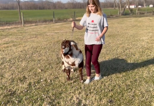 REIS Speak of The Devil Prepping for show season! 9.5 months old in video, dappled boer goat. | Bentley Bros. Farms