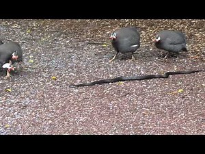 Guineas and snake