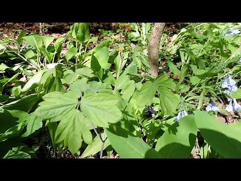 Capital Naturalist: Blue Cohosh
