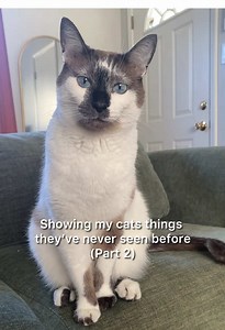 Funny Cats: Heated Rivalry!