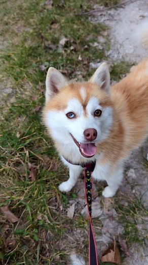 Découvrez mes adorables Pomskies en vidéo! 🐶❤️