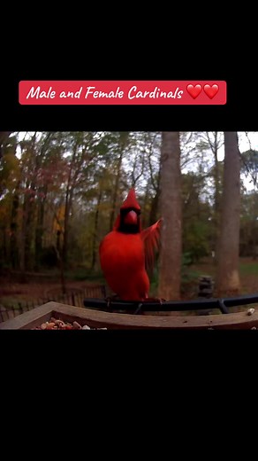 #maleandfemalecardinals #wildlifebirds #birdfeeder #wildlifenature #beautifulnature