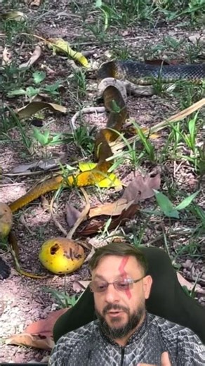 Snake eating another snake: Drymarchon corais X Corallus hortulana #biologohenrique #animals #bio...