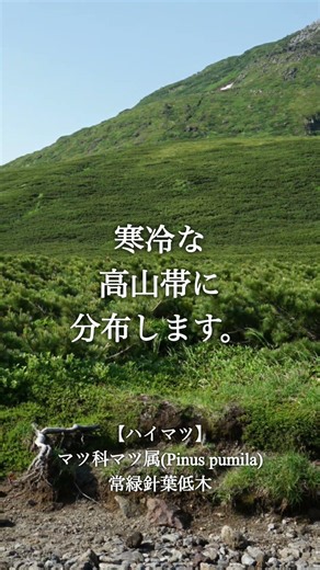 北海道で見られる針葉樹②