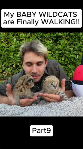 My BABY WILDCAT are Finally WALKING!! Part9 #babyanimals #wildcats #animalsofttiktok #cutepets #fyp