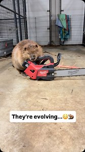 It's 3:00 in the morning, but I really wanted to spend some time with Bo, because I've been afraid she's been feeling neglected lately now that there are so many babies that need me. She surprised me by grabbing the chainsaw and telling me to get to work because we were low on poplar branches . This funny girl cracks me up 24/7🤣 #wildliferehabilitation #wildliferehab #bothebeaver #beaver #wildforlifeinc | Wild For Life inc.
