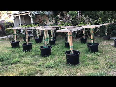 14 Different Dragon Fruit Varieties