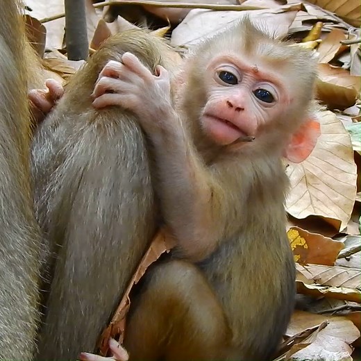 Heartbreaking moment unfolds as tiny baby monkey is refused milk by his mother | Monkey history 2024