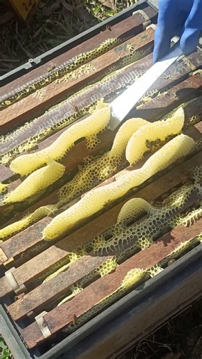 #honeybeesting #beekeeper #beefeater #beekeeping