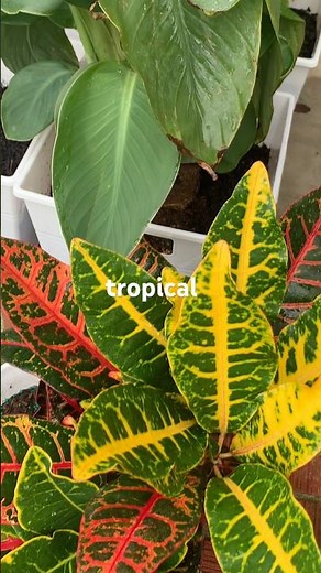 How to Create a Tropical Garden | Big Leaves, Bold Colors, Easy Steps