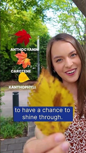 Leaves Change Colors. But WHY?