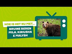 📺 HOE IS HET MET BRUINE BEREN MILA, KIRIUSHA EN MALYSH? | TV-terugblik!