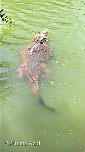 Alligator Swimming in the Lagoon! 🐊