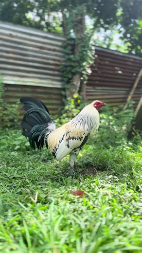 1x derby winner kanawayon hatch. #fyp #follower #highlight #gamefowl #manok