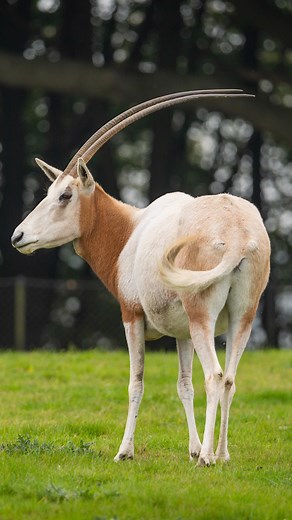 The species that was brought back from extinction 🙌 Scimitar horned-oryx were extinct in the wild for over a decade, but through an international conservation collaboration we successfully restored their species. Through ZSL we contributed vital scientific expertise and on-the-ground support throughout the reintroduction effort. While at the Zoo our oryx were part of the founding herd, with some of their offspring are now living wild in Chad. 🔗 in story to find out more Their incredible comeba