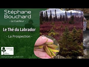 THÉ DU LABRADOR IDENTIFICATION - AVEC STÉPHANE BOUCHARD LE CUEILLEUR