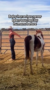 He was afraid of everything, until he met a puppy who was just like him 💞 Stella Maria Baer told us that when she rescued Baby Pinto he refused to let anyone near him, but then her puppy Cosmo decided to crawl under the fence and come say hello anyway! Keep up with Moon Horse Ranch on Instagram: https://thedo.do/moon_horse_ranch | The Dodo