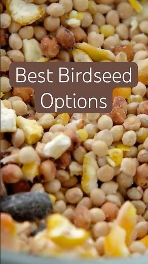 The BEST Bird Seed: Expert Tips #birding