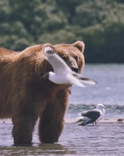 7.5K views · 496 reactions | Check out the real “tsars” of wildlife up close in the Russian Far East!  | Future Russia | Facebook