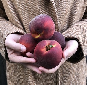 Peach Leaf Curl and How to Conquer It! - One Green World