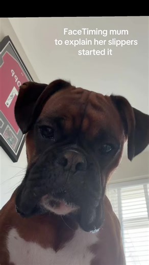 Why a Boxer Dog Loves Mum's Slippers