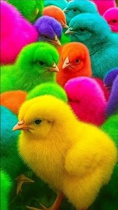 Cute Chicken, colorful chicken, rainbow chicken, cute rabbit, cute duck, koi fish, cute animals
