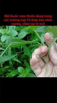 This herbal wine recipe is used for cases of rheumatism, bone pain, and numbness and fatigue in t...