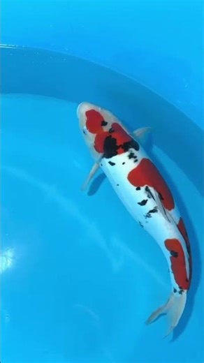 Jetzt erhältlich bei ‪@koifreak‬