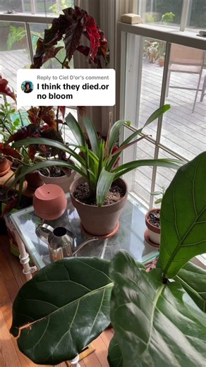 Bromeliad Guzmania: Propagation Tips and Updates