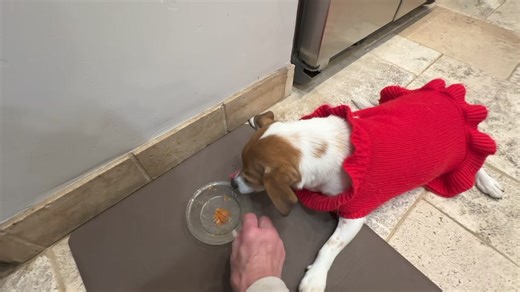 8.3K views · 1.2K reactions | Good Wednesday Morning 6/12/24!! OMD!! The computer is now in the kitchen and I am a happy camper!!! I am much less talkie when MY Mom is next to ME the whole day!! This morning MY Dad was still asleep and MY Mom did not wake him as he obviously needed his shut eye so it was just us three for breakfast!! Everyone have a GREAT Wednesday! | Brewster | Facebook