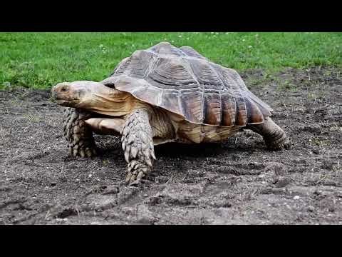 tortoise moving reference