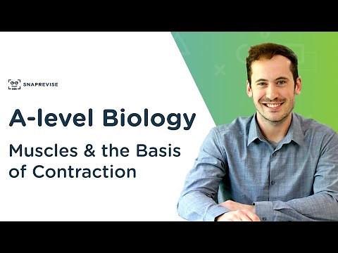 Muscles & the Basis of Contraction | A-level Biology | OCR, AQA, Edexcel